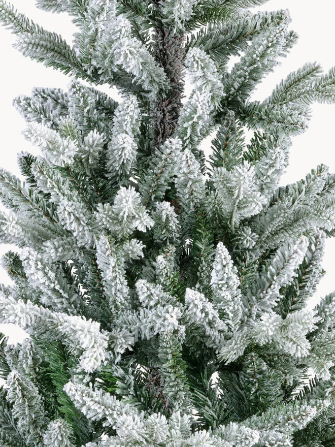 Premium Snow Fir Tree